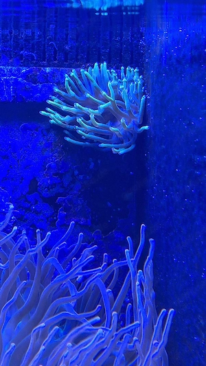 Meerwasser Aquarium Korallen grüne crassa Anemone