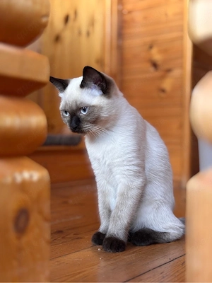 Siam Katze