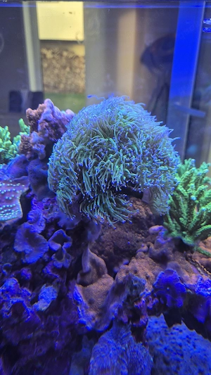 Meerwasser Aquarium Korallen Ableger LPS Euphyllia Glabrescens Toxic green