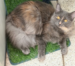 Maine Coon Torti Mädchen
