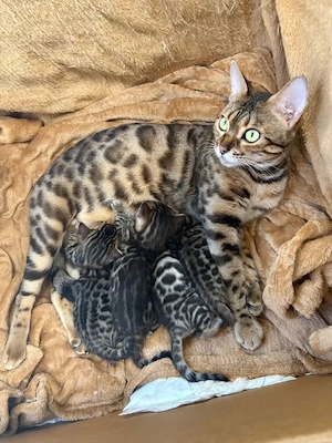 4 Bengal Kitten zur Abgabe ab Anfang Dezember