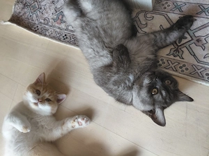 Perser   BKH Mix Kitten sehr zutraulich sind startklar 