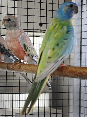 Vögel zur Abgabe an hobby voliere Glanzsittiche 