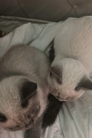 Katzen Pärchen jung BKH Bluepoint