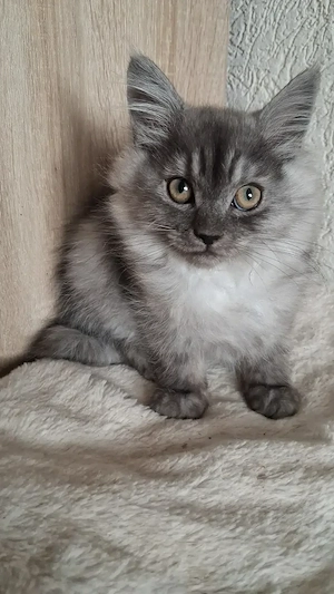 Maine-Coon-Kitten suchen neuen Spielplatz