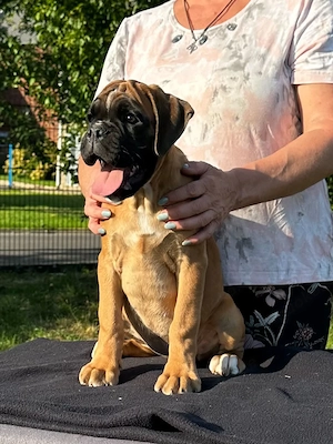 Welpen, Boxer, Weibchen, 3,5 M