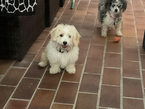 Welpe pompoo