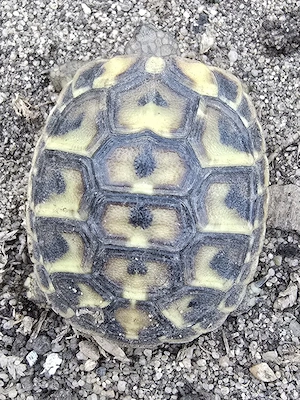 Griechische Landschildkröte THH