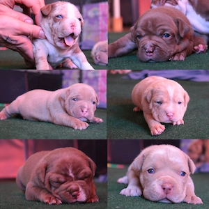American Pocket Bully Welpen   suchen ihr   für immer Zuhause  