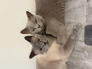 Kater Britisch Kurzhaar 