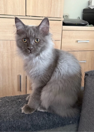 nur noch diese zuckersüße Maine Coon Mädchen blue