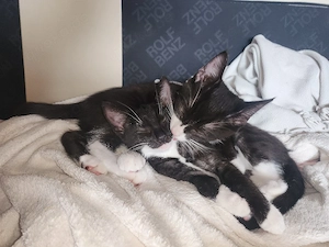Mo-Zart und Kiwi suchen ein Zuhause 