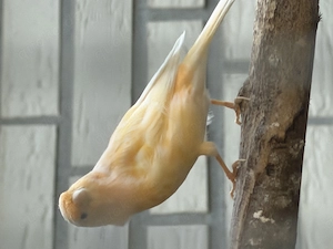 Kanarienvögel aus Außenvoliere