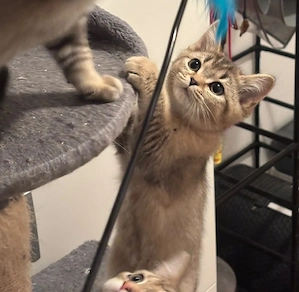 Britische kitten 