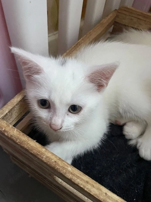 Kitte weis mit Markierung 