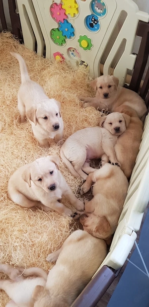 Labrador Retriever Welpen bieten Bund fürs Leben