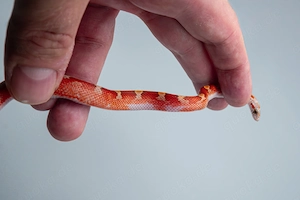 0.1 Hypo Bloodred Pied Kornnatter Bild 2