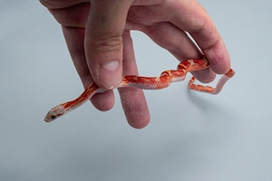 0.1 Hypo Bloodred Pied Kornnatter Bild 3