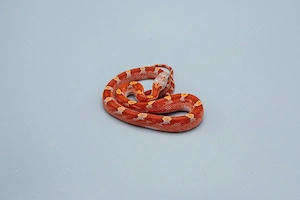 0.1 Hypo Bloodred Pied Kornnatter