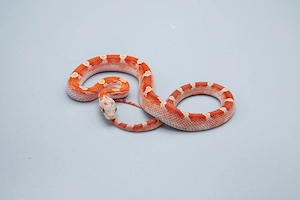 1.0 Hypo Bloodred Pied Kornnatter