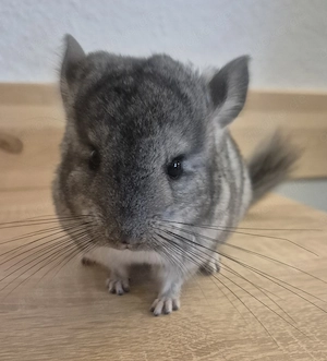 Chinchilla**Baby**Weibchen** aus liebevoller Hobbyzucht sucht ab sofort ein schönes Zuhause !!