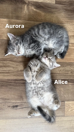 zwei BKH Kitten suchen noch ihr zu Hause!