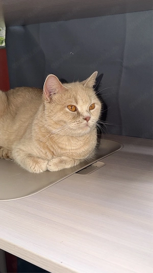 Reinrassige Bkh bärchen Creme beige tabby 