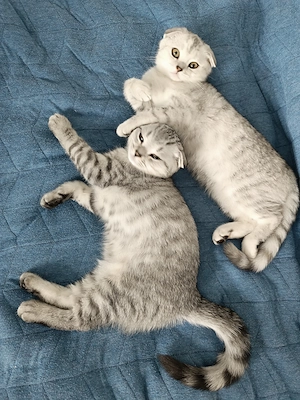 Verspielte Katze sucht Familie