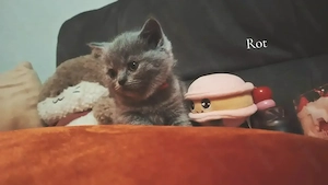 Reinrassige BKH kitten