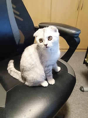 Verspielte Katze sucht Familie