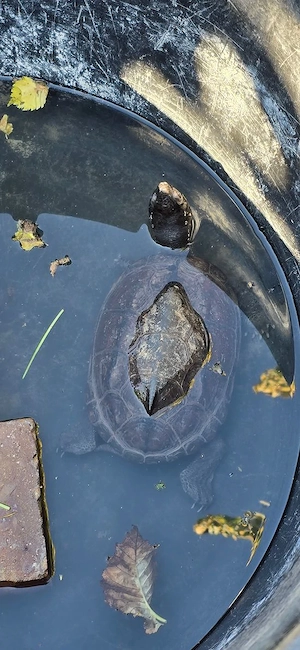 Wasserschildkröte