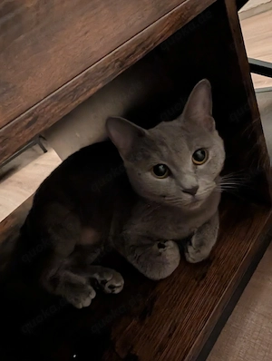 BKH Katze 