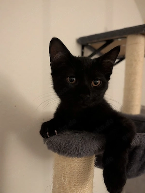 BKH kitten Mix 