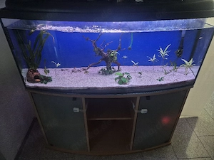 Aquarium 240L