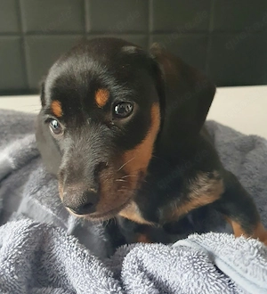 süsse Dackelkinder suchen liebevolles Zuhause  Bild 3