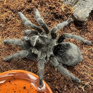 Vogelspinne - Grammostola pulchra 0.1