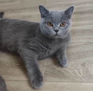 BKH Kitten 