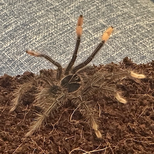 Vogelspinne - Theraphosa apophysis 