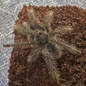 Vogelspinne - Theraphosa blondi