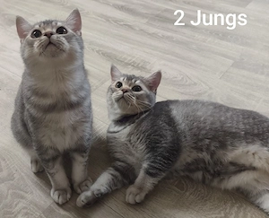 BKH Kitten mit Stammbaum 