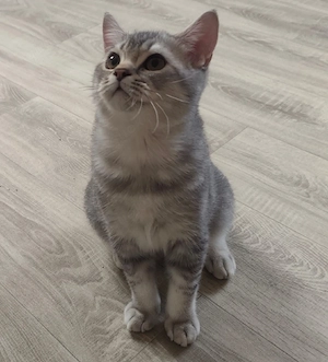 BKH Kitten mit Stammbaum 