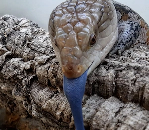 Blauzungenskink 