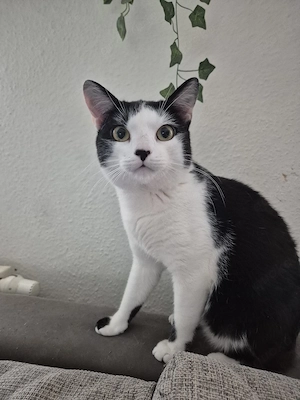 BKH mix Kater kastriert 