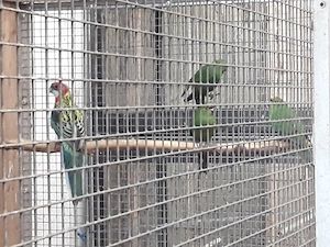 Springsittiche abzugeben 
