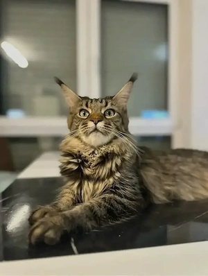 Liebevolle Maine-Coon-Katze (4 Jahre) mit Stammbaum sucht neues Zuhause