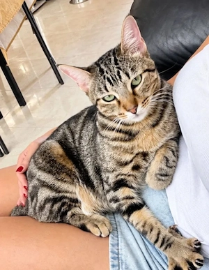 Mioh Kuschelbär sucht verschmustes Zuhause