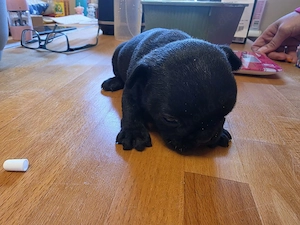 Französische Bulldoggen welpen 