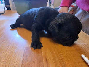 Französische Bulldoggen welpen  Bild 3
