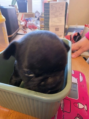 Französische Bulldoggen welpen  Bild 4