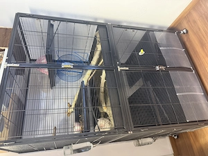 Chinchilla weiblich 